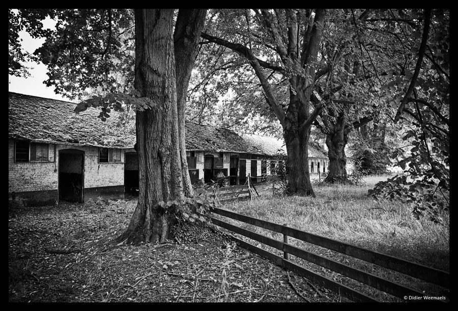 Renbaan Groenendaal 2010